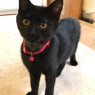 ちょっとビビりな甘えんぼ　つばきちゃん