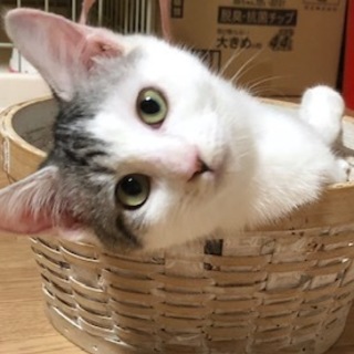 ひかえめでちょっとビビリな女の子　フィオナちゃん