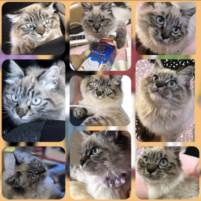 いろはす@BTSのカバー写真