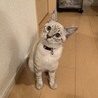 チョコボールイチゴ味