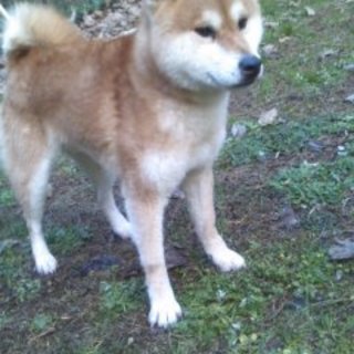 元気な柴犬の男の子です