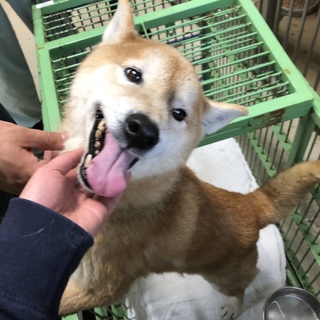 里親決定しました。