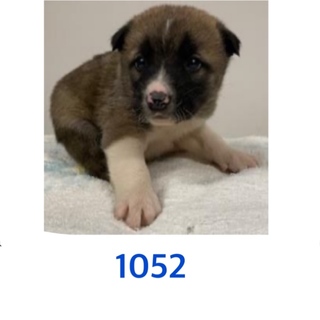 5匹兄妹の子犬たち。1052〜1054