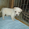 白系で人懐っこい男の子たち サムネイル3