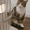 キジ白♂子猫里親募集します！【里親決定】 サムネイル4