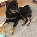 ありがとうございました。