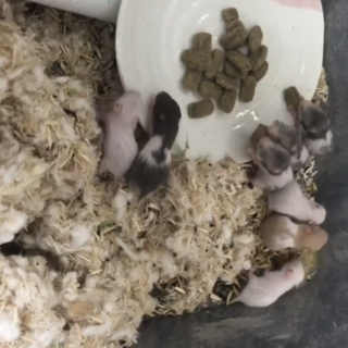 ゴールデンの子ハム