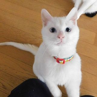 トライアル中　ふわ可愛いアロハ君