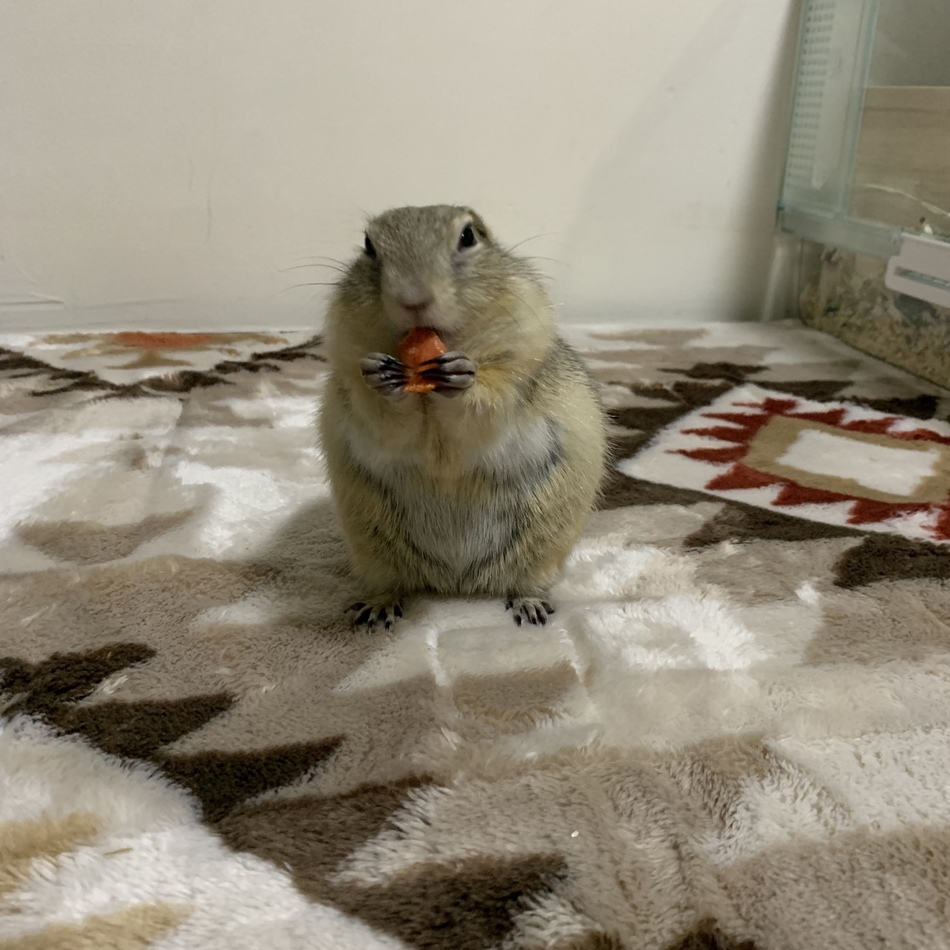 こじろうのカバー写真