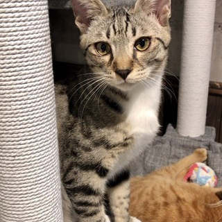 人が大好き！猫が大好き！遊ぶのだいすき！