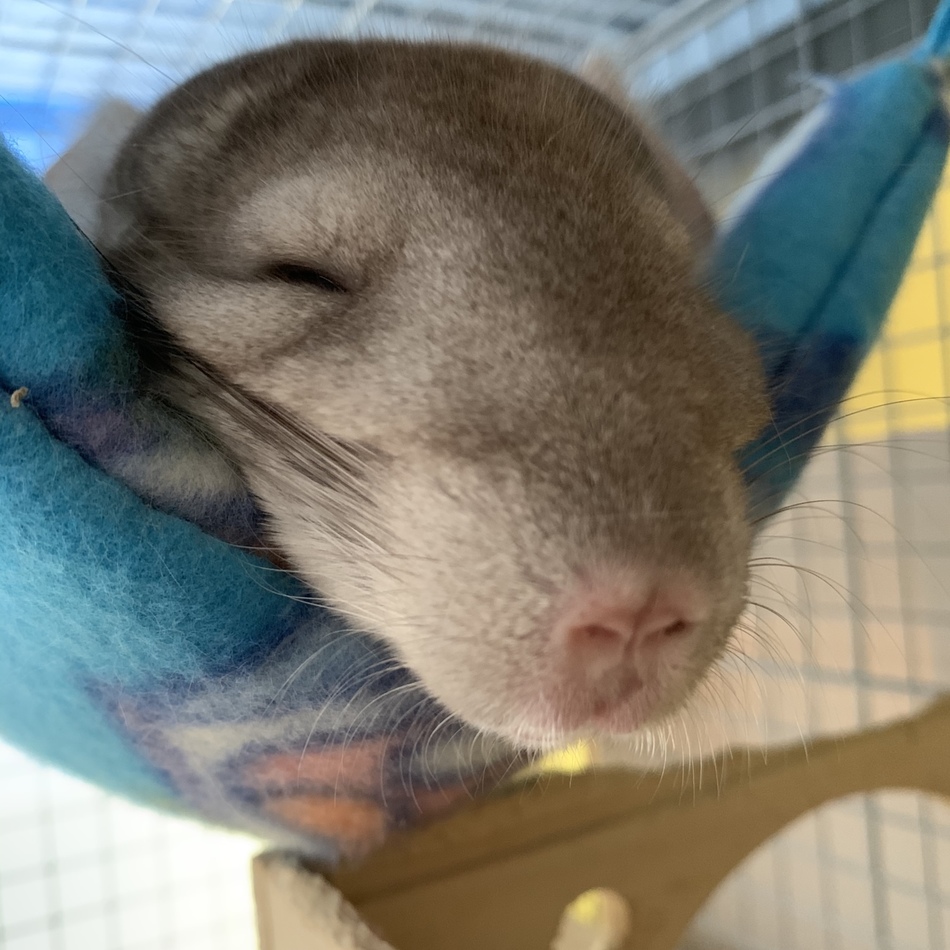 ムサシのカバー写真