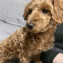 里親探してます。