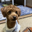 里親探してます。