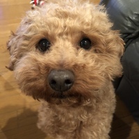 チップ