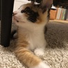 の写真