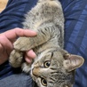 なおまる