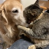 実家の犬と