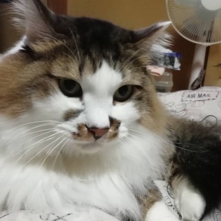 長毛キジシロのシュウ君♂5歳