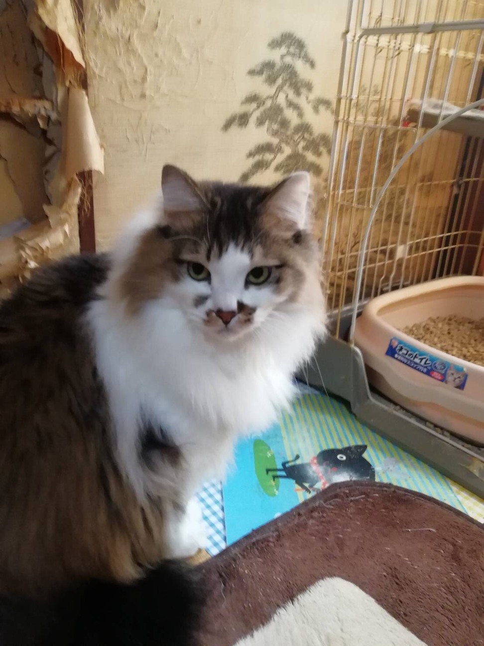 長毛キジシロのシュウ君♂5歳 サムネイル2