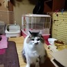 長毛キジシロのシュウ君♂5歳 サムネイル3