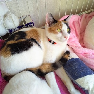 甘えんぼさん♡三毛の女の子