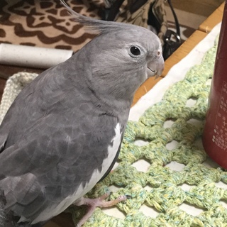 オカメインコ2羽成鳥