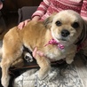 トリミングしたらまん丸くなりました〜☆