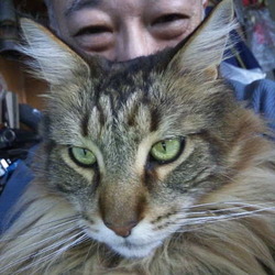 「猫ども最近食欲全開中！」サムネイル2