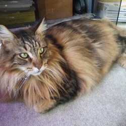 「猫ども最近食欲全開中！」サムネイル3