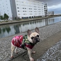 ぶーちゃん