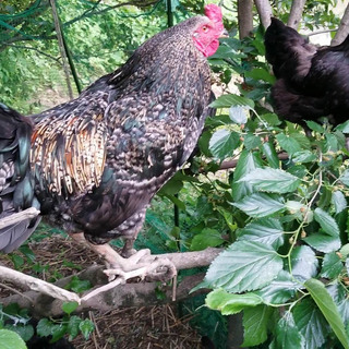 ”Beauty”と言う軍鶏系の美男子