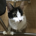 ミケ猫　家族になってもらえる方募集中❗️