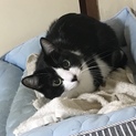 クロシロの猫　家族になってもらえる方募集中❗️