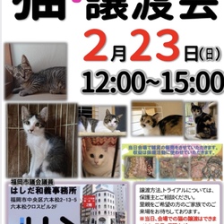 猫☆譲渡会