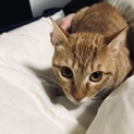 茶トラと黒の大人しい1歳未満の2匹の猫