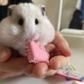 ゴルハムの赤ちゃん(これから産まれてくる子)