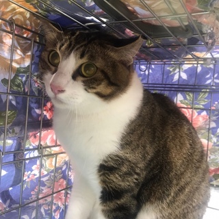 多頭飼育現場から。白グレーの男の子クキくん