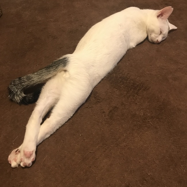 のりぴーのカバー写真