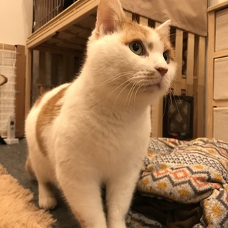 とっても可愛い茶白のふわふわ男の子。（病気あり）