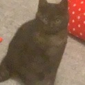 キョウダイ猫の男の子✩.*˚