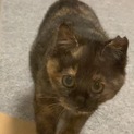 キョウダイ猫の女の子✩.*˚