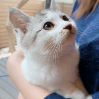 虐待地区から保護したグレーキジの超可愛いくん