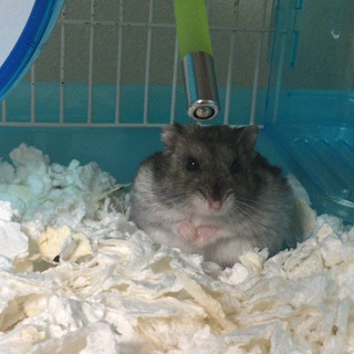 ジャンガリアンハムスター、男の子の里親様募集中！