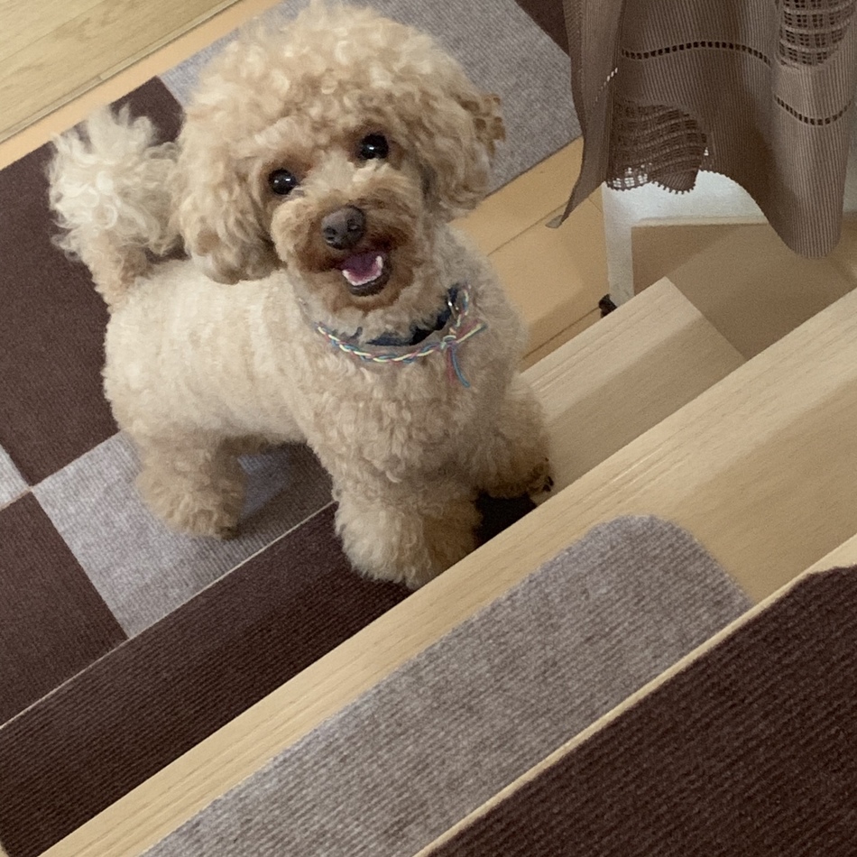 あずきのカバー写真