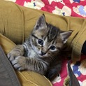 子猫の里親大募集中