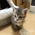 かわいい子猫の里親さん募集
