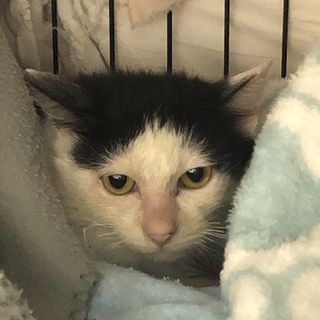 SOS！片後ろ足ハンデでも美猫白黒女子すみれ