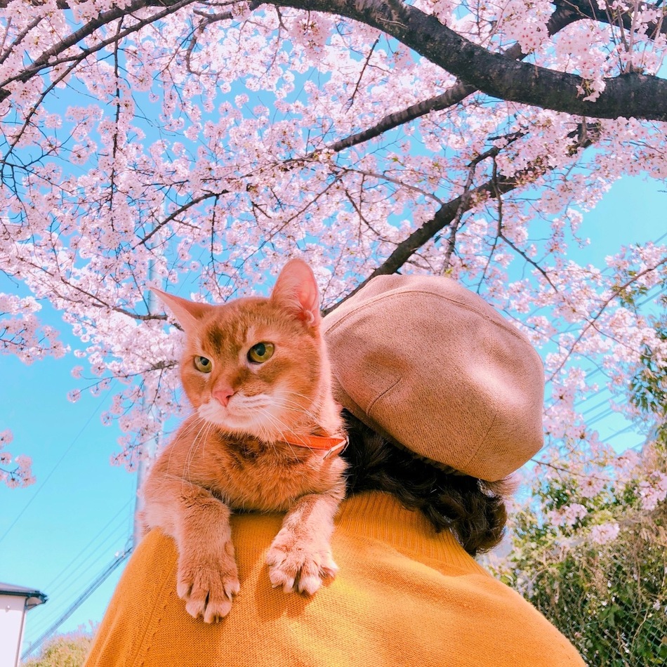 ノエルのカバー写真