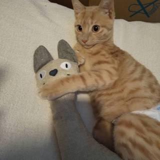 圧迫排便排尿！ご理解のある里親募集のはつ君