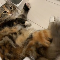 朔（さく）